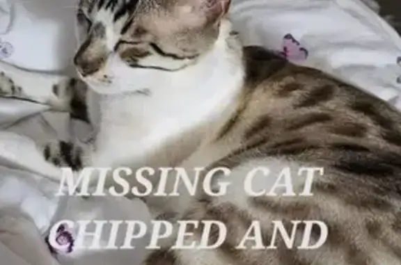 Lost Snow Bengal: Red Collar, Snatched in CO4