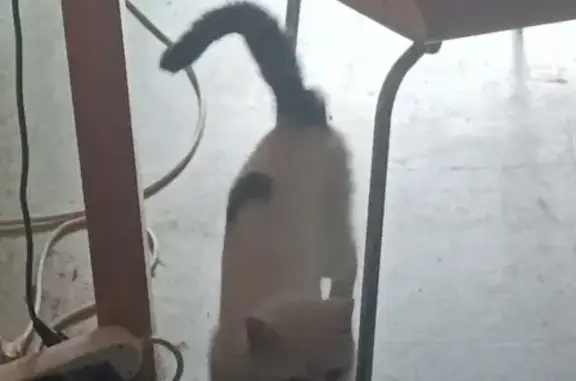 Chat blanc et noir trouvé à Limoges - photo