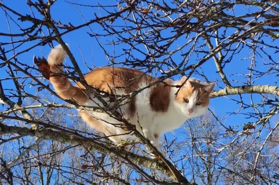 Chat perdu, , photo: Chat perdu: pucé, aventureux - D 122