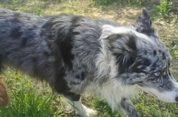 Chien perdu à Rognonas trouvé - photo