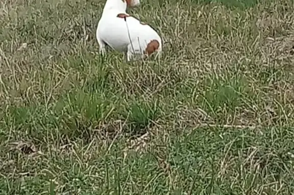 Animaux trouvés Saint-Priest, photo: Jack Russel perdu à Gouvernas