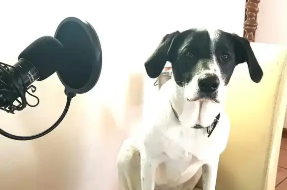 Animaux perdus , photo: Alerte: Deux chiens égarés