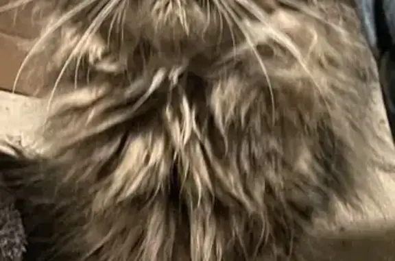 Chatte persane trouvée à Compiègne - photo