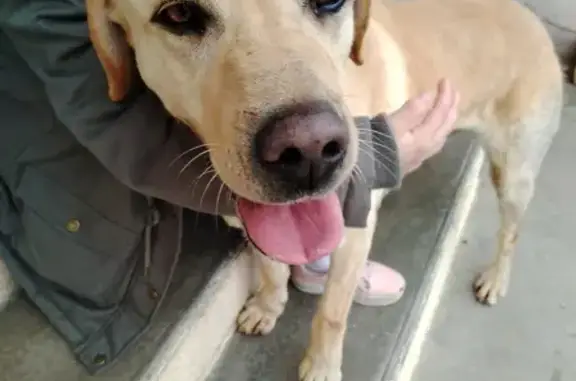 Labrador perdu soigné à Manosque - photo