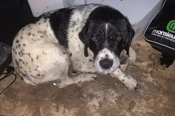 Chien trouvé , photo: Chien perdu à Acquin récupéré