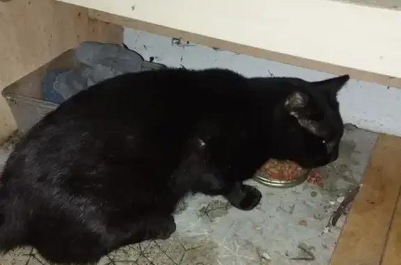 Chat noir affectueux trouvé à Pau - photo