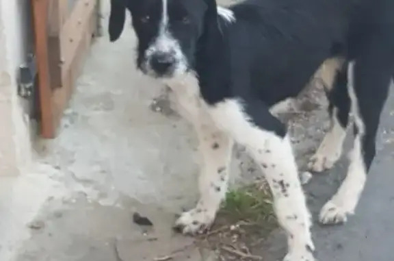 Chien noir et blanc trouvé à Albières - photo