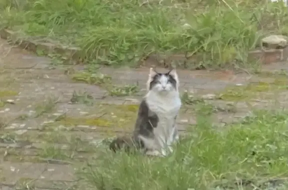 Chat perdu rue Lambert Licors - photo