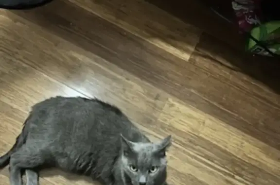 Lost Male Grey Cat - No Collar | Pacific Pines
