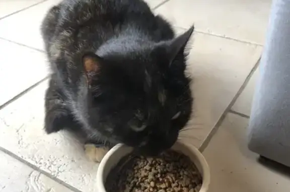Chat retrouvé près d'Eyguières - photo