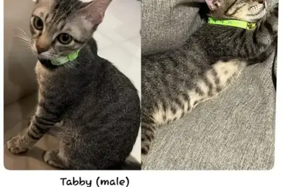 Lost Kitten: Grey Tabby in Clementi West SG