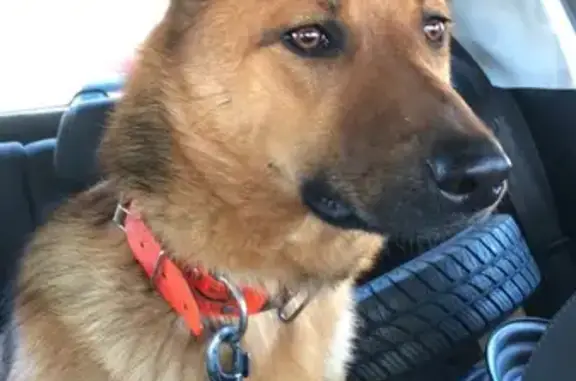 Trouvée: Chienne joueuse à Saint-Maurice - photo