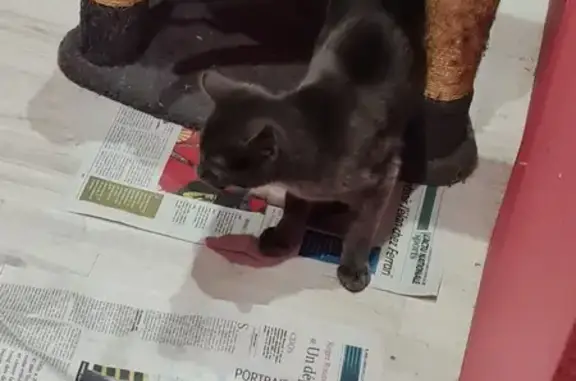 Animaux trouvés , photo: Chaton gris sociable trouvé