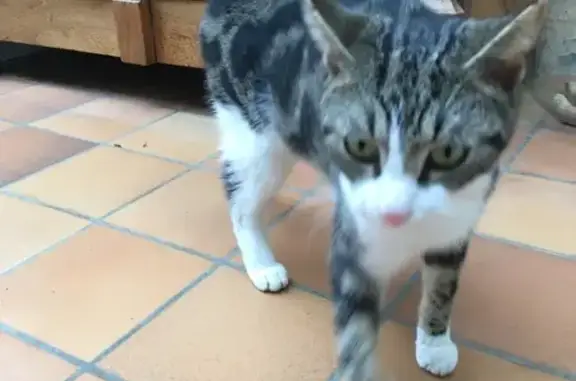 Chat blanc et tigré trouvé au Mans - photo