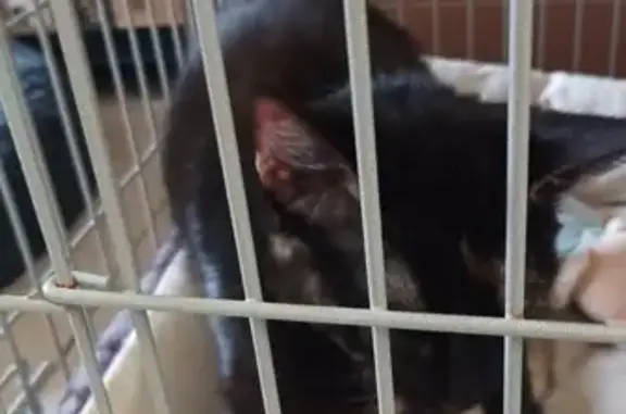 Animaux trouvés Agny, photo: Chaton écaille trouvé à Agny