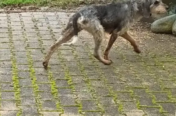 Chien crème/gris/sable perdu - photo
