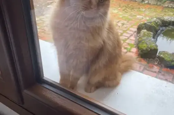 Chat perdu à Chavin retrouvé - photo