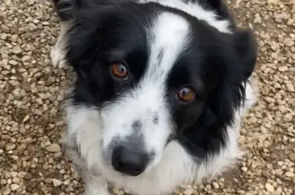 Chien border collie trouvé à Cabris - photo