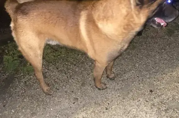 Chien marron/noir trouvé à Villenave - photo