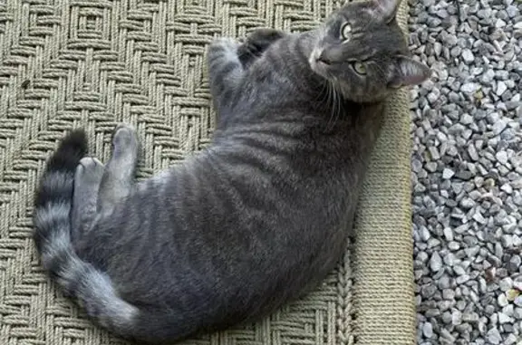 Animaux perdus Colombes, photo: Chat gris perdu à Colombes