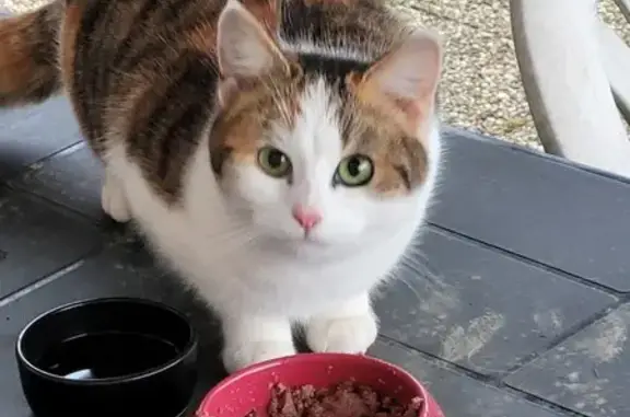 Chatte tricolore trouvée à Folschviller - photo