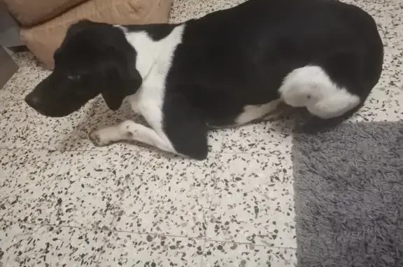 Chien trouvé à Lamargelle D16 - photo