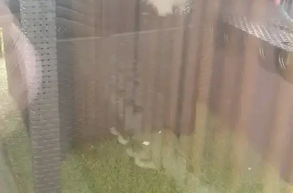 Chat noir et blanc blessé trouvé - photo