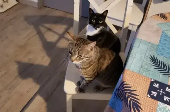 Chat perdu, , photo: Chatte noire/blanche perdue à Rieux