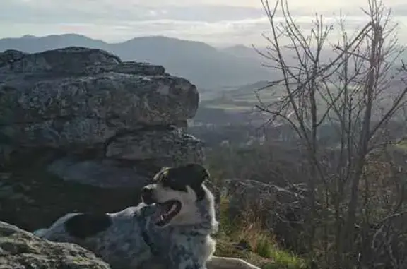Animaux perdus , photo: Chien Rasta 39kg perdu - Les Villettes