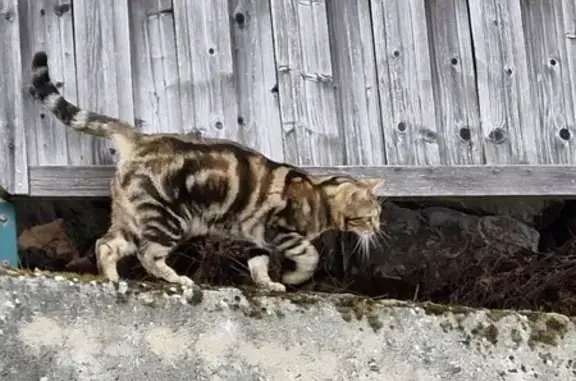 Chat Bengal Perdu Proche Barberaz - photo