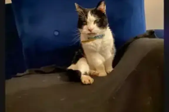 Chat sourd et aveugle trouvé - photo