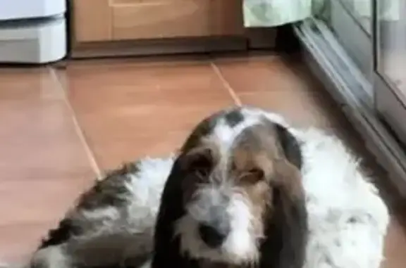 Chienne tricolore trouvée à Laroquebrou - photo