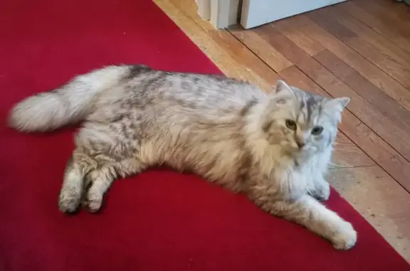 Chat angora gris perdu à Tours - photo
