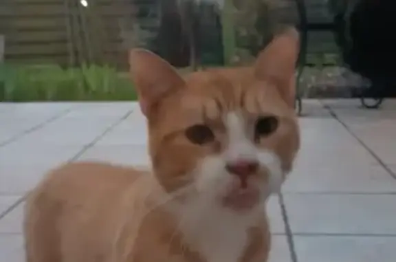 Chat roux vif trouvé à Forbach - photo