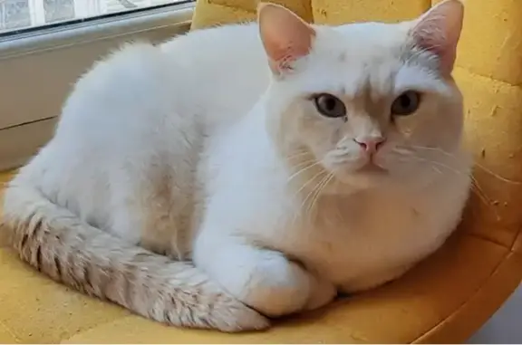 Animaux perdus Paris, photo: Chat British Red Point perdu
