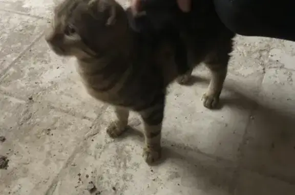 Chaton affectueux trouvé à Saint-Quentin - photo