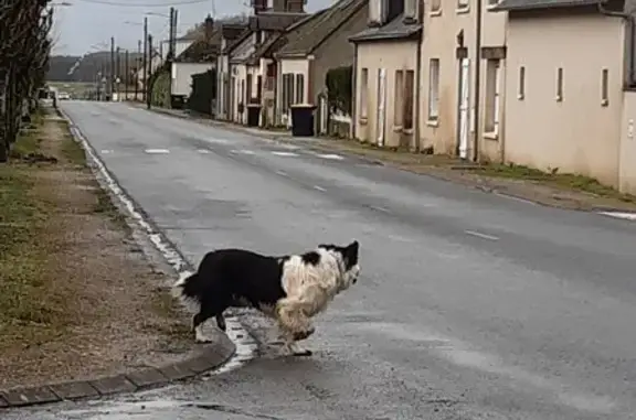 Chien égaré à Herbault, fuyant - photo