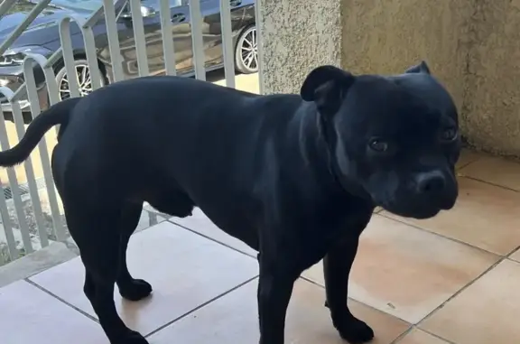 Chien perdu Lyon, photo : Staffy noir perdu - Lyon 6e