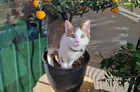 Chat perdu, Aurillac, photo: Chaton blanc/marron perdu - Aurillac