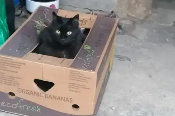 Animaux perdus Vic-le-Comte, photo: Chat noir poilu perdu à Vic-le-Comte