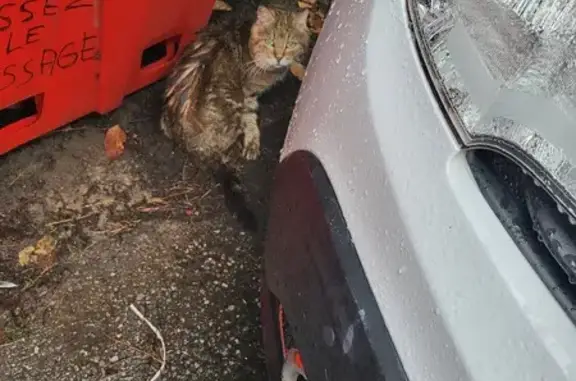 Chat maigre et trempé trouvé à Nice - photo