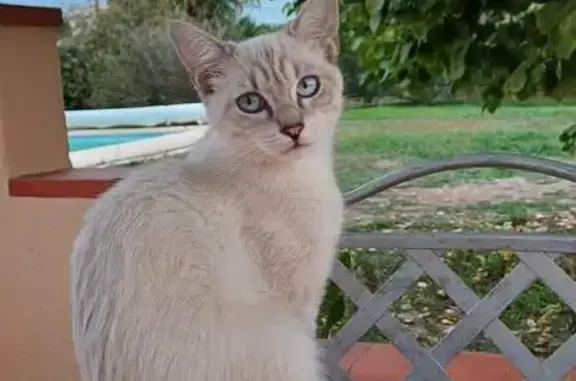 Chat perdu, Bompas, photo: Chaton Sushi disparu à Bompas