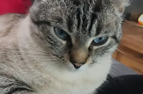 Chat perdu, Bozouls, photo: Chat gris Nino perdu - Bozouls