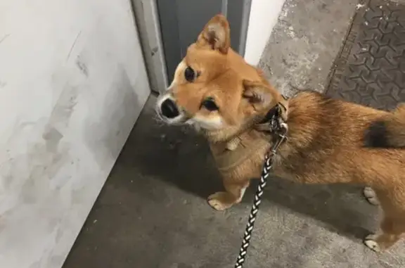 Animaux perdus , photo: Alerte: Shiba Inu Kawaï perdu