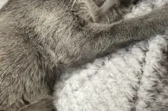 Chat retrouvé à Waldighofen #1 - photo