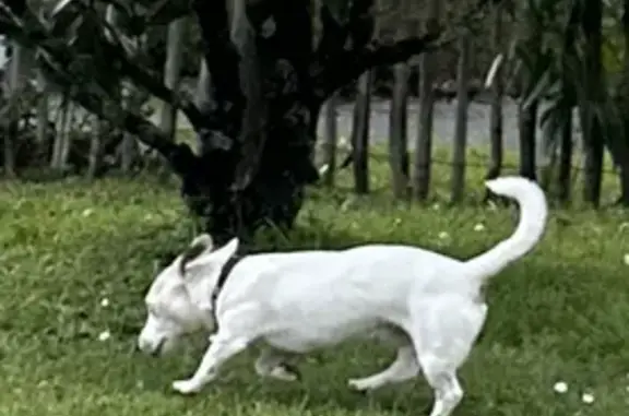 Chien perdu près du tram - photo