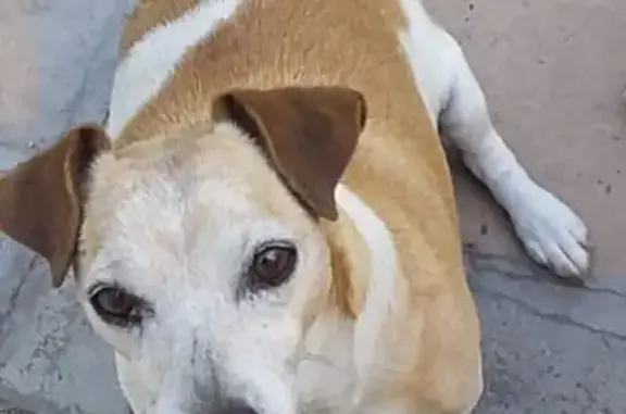 Lost Senior Dog Lolla: Deaf & Friendly - Help!