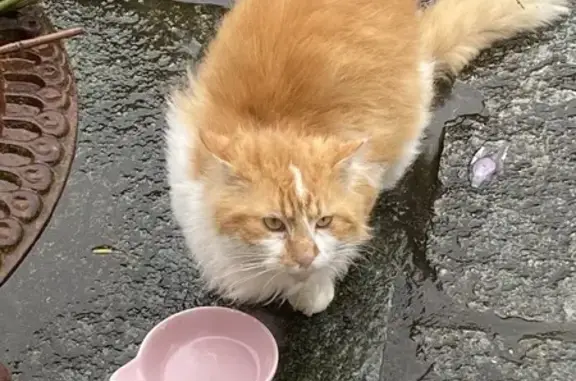 Chat roux et blanc perdu au Montbraye - photo