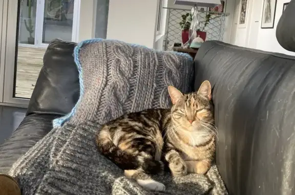 Animaux perdus Mont-de-Marsan, photo: Chatte Isabelle disparue