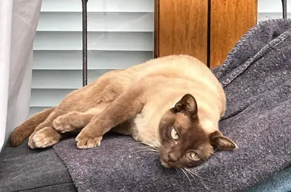 Lost Siamese Mix Cat - 9yrs, 3kg near Strubens Rd!